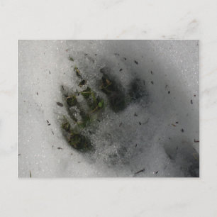 Carte Postale Black Bear Paw
