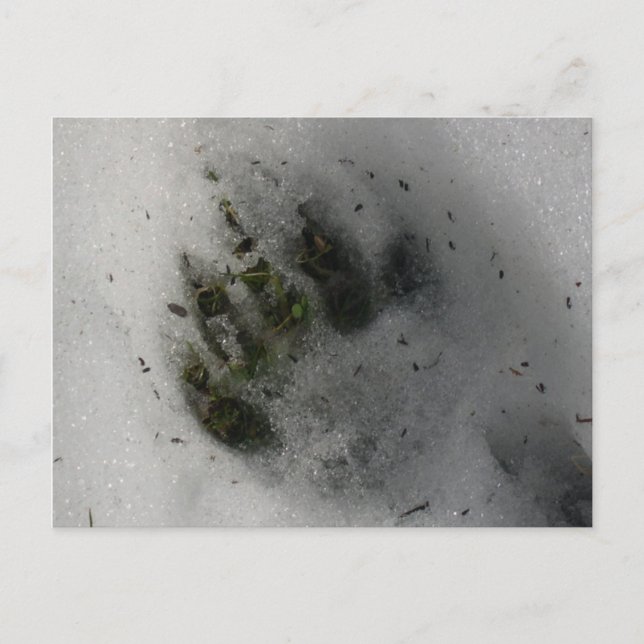 Carte Postale Black Bear Paw (Devant)