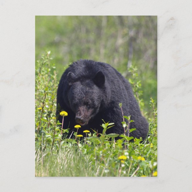 Carte postale Black Bear Wildlife (Devant)