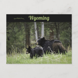 Carte Postale Black Bears Yellowstone National Park Wyoming