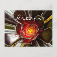 Black Cactus Succulent Photographie Dream Script