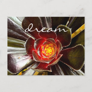 Carte Postale Black Cactus Succulent Photographie Dream Script