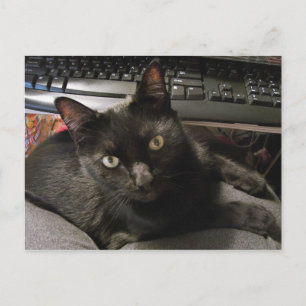 Carte Postale Black Cats Rock