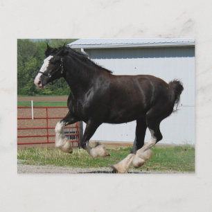 Carte Postale Black Clydesdale