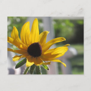 Carte Postale Black Eyed Susan Fleur sauvage  