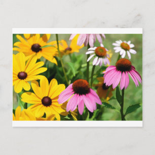 Carte Postale Black Eyed Susans et Pink Coneflower Daisy Garden