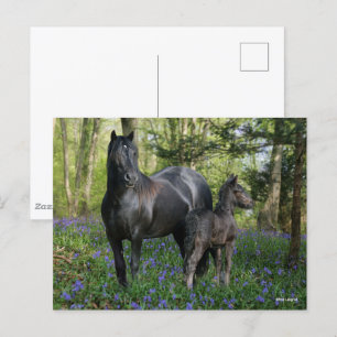 Carte Postale Black Friesian Mare et Foie dans Bluebells