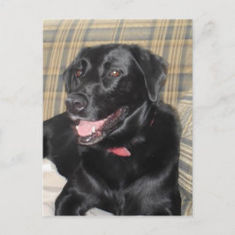 Carte postale Black Labrador