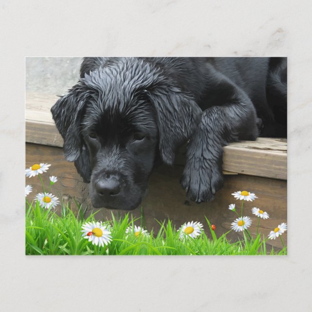 Carte Postale Black Labrador mignon Chien Daisy Fleurs Ladybug (Devant)