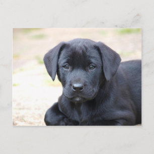 Carte postale Black Labrador Puppy