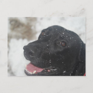 Carte Postale Black Labrador Retreiver Profil de la Postca hiver