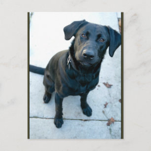 Carte Postale Black Labrador Retriever