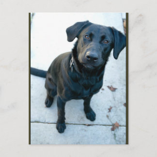 Carte Postale Black Labrador Retriever