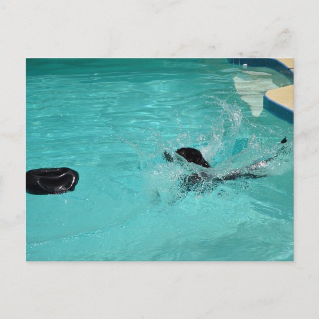 Carte Postale Black Labrador Retriever S'Enfonce Dans Le Pool (Devant)