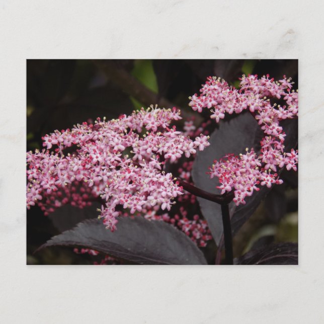 Carte Postale Black Lace Elderberry (Devant)