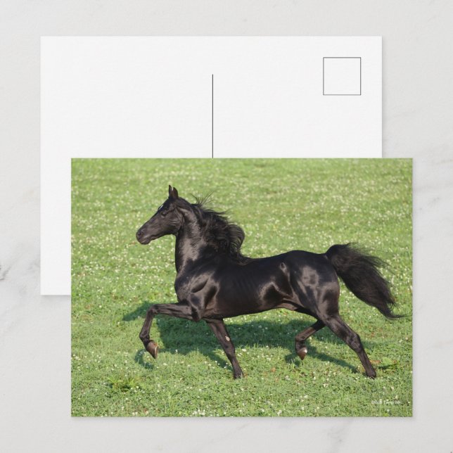 Carte Postale Black Morgan Stallion Mane et traîne (Devant / Derrière)
