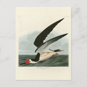 Carte Postale Black Skimmer, Shearwater Audubon Birds of America