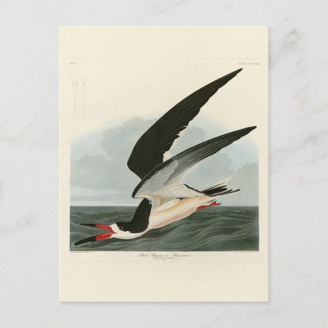 Carte Postale Black Skimmer, Shearwater Audubon Birds of America (Devant)