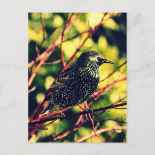 Carte Postale Black Starling