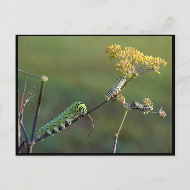 Carte postale Black Swallowt Cats (Devant)