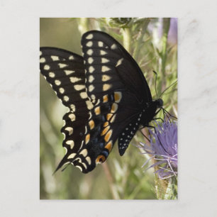 Carte postale Black Swallowtail Butterfly