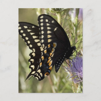 Carte postale Black Swallowtail Button