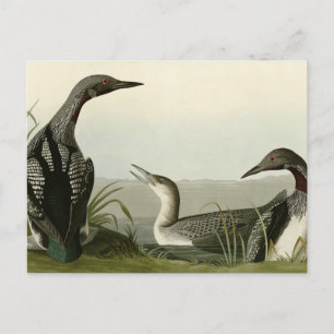 Carte Postale Black Throated Diver Loon Audubon Birds of America