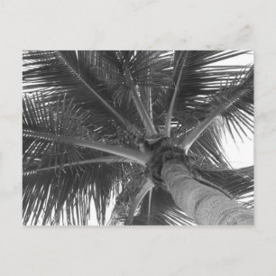 Carte postale Black & White Palm