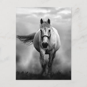 Carte Postale Black White Runse Horse Freedom