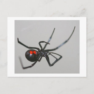 Carte Postale Black Widow