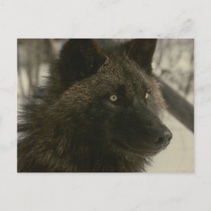 Carte Postale Black Wolf Postcard