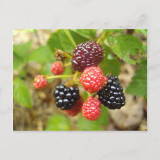 Carte Postale Blackberry