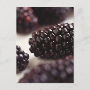 Carte Postale Blackberry Closeup