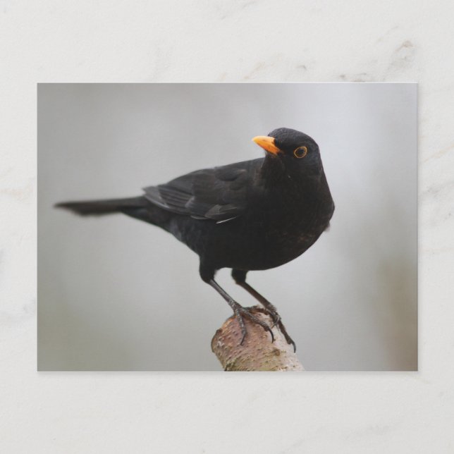 Carte postale Blackbird (Devant)