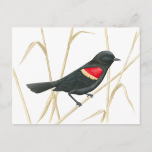 Carte postale Blackbird à ailes rouges