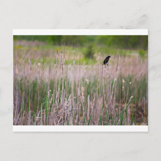 Carte Postale Blackbird à ailes rouges, Glacier Ridge Metropark