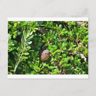 Carte Postale Blackbird dans un buisson de laurier