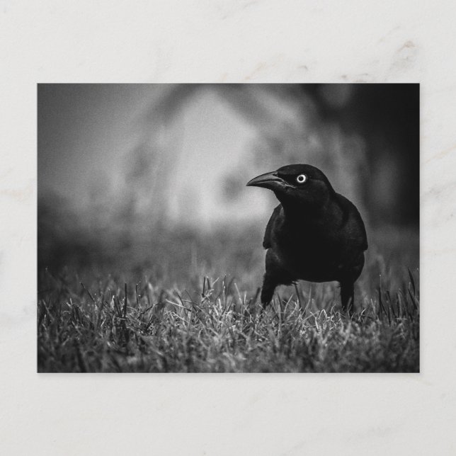 Carte postale Blackbird in Grass (Devant)