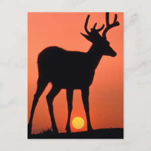 Carte Postale Blacktail ou Mule Deer   Parc national olympique