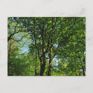 Carte Postale Blackweir Woods, Bute Park, Cardiff Wales Postcard