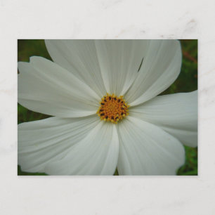Carte Postale Blanc Cosmos Fleur sauvage d'été Floral