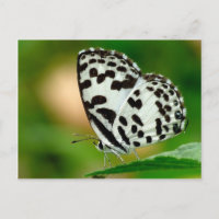 Blanc et papillon de Pierrot repéré par noir