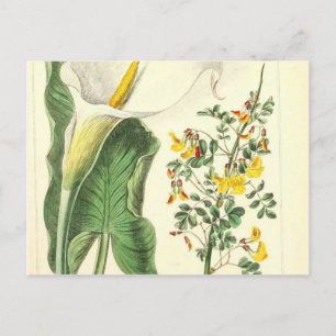 Carte Postale Blanc Fleur Vintage Fleur Jaune Imprimer Botanique