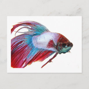 Carte Postale Blanc rouge et bleu (Poisson sur arrière - plan bl