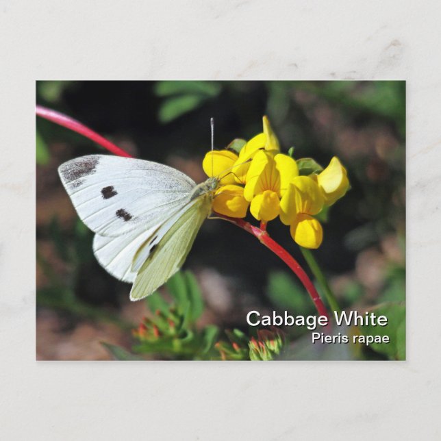 Carte postale blanche chou (Devant)