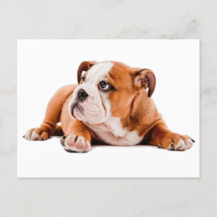 Carte postale blanche de Chien Chien Chien Chien C