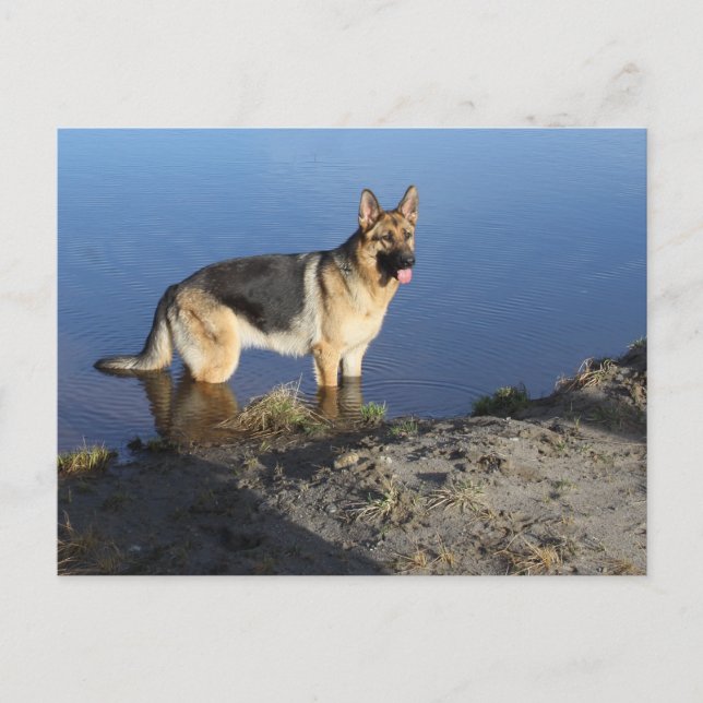 Carte postale blanche de chien chiot berger allema (Devant)
