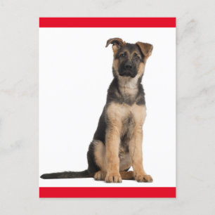 Carte postale blanche de chien chiot berger allema