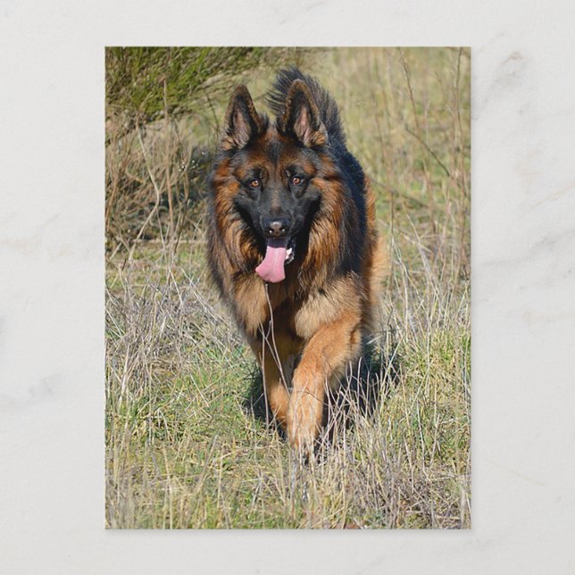 Carte postale blanche de chien chiot berger allema (Devant)