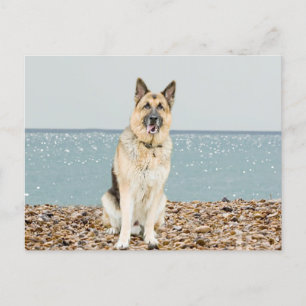 Carte postale blanche de chien chiot berger allema